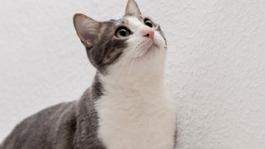 Kucing (Freepik)