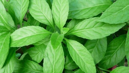 Daun Sambung Nyawa (Istimewa)