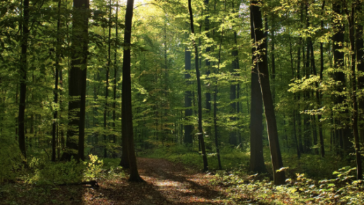 Ilustrasi Hutan (Freepik)