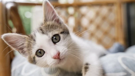 BPJS Hewan Segera Hadir di Jakarta, Anjing dan Kucing Bakal Dipasang Microchip
