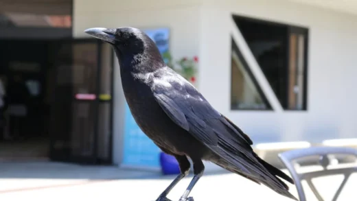 Burung Gagak: Suara yang Penuh Makna di Pagi Hari