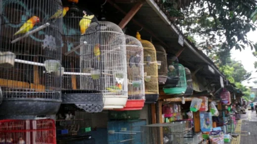 Relokasi Pedagang Burung di Jalan Barito untuk Proyek Taman Bendera Pusaka