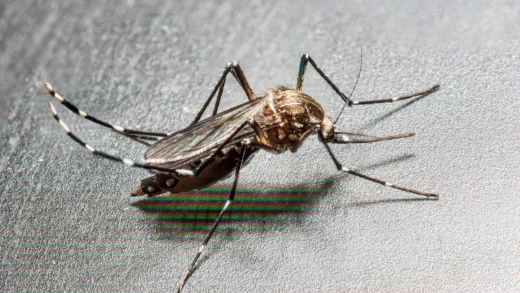 Peningkatan Kasus Chikungunya: UKHSA Beri Peringatan kepada Pelancong