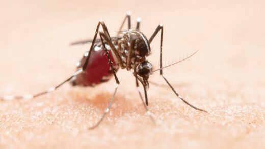 Menghadapi Demam Berdarah Dengue: Gejala, Pencegahan, dan Pengobatan